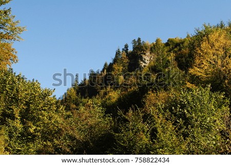Mountains of Carpathian forests of Hoverla. Ukraine