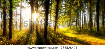 Path through an autumn forest in bright sunshine