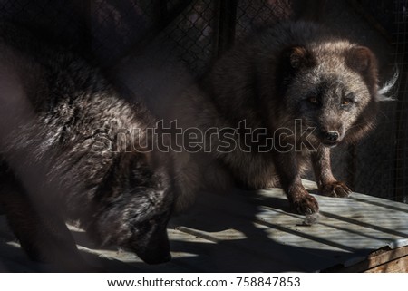 Black fox in the cage, zoo