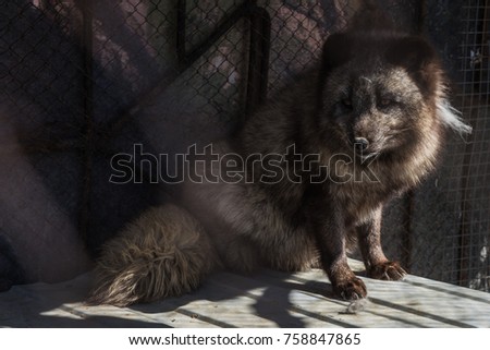 Black fox in the cage, zoo