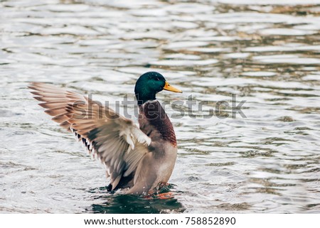 Duck flapping its wings on a pond