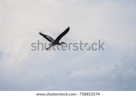 A grey heron flying in a cloudy day at Lefkada Greece