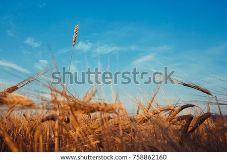 Golden ears of wheat on field with blue on sky.