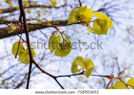 branches with leaves at the beginning of spring on the blue background