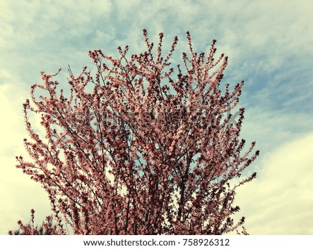 Cherry tree branch bud bud in bloom background as a beautiful spring flower blooming season concept
