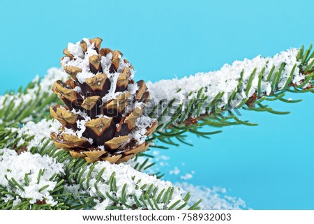 Pine cone and branch of Christmas tree in snow on blue background