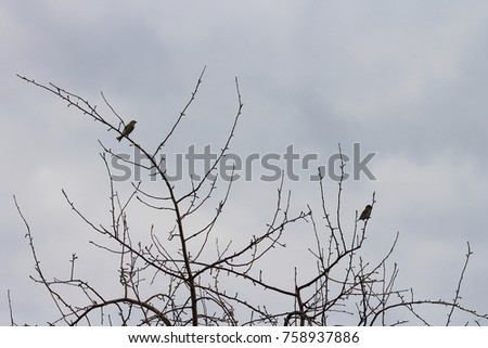 sparrows sit on the branches of a tree. autumn picture of birds on a tree without foliage