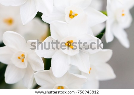 Close-up of white daffodil flowers, known as Paperwhite, Narcissus papyraceus in green grass field Royalty-Free Stock Photo #758945812