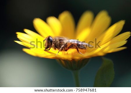 A hard-working bee pollinates a beautiful yellow chamomile flower. an incredibly beautiful and detailed macro insect on a delicate beautiful flower. the bee pollinates the garden flowers.