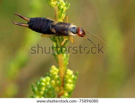 earwig sits on a stalk of green grass, an insect