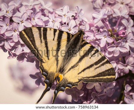 A scarce swallowtail feeding on lilac blossoms, Croatia