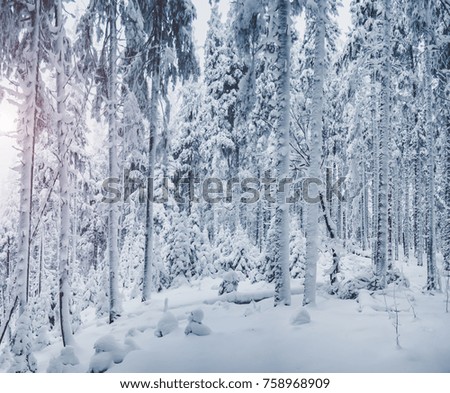 Fairy-tale woodland. Frosty day on ski resort. Location Carpathian, Ukraine, Europe. Picture of wild area. Moody weather. Explore the beauty of earth. Scenic image of hiking concept. Happy New Year!