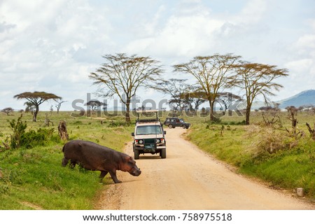 Safari cars on game drive with hippo crossing road Royalty-Free Stock Photo #758975518