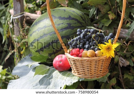 stunning still life with fruit grown in the farm garden. watermelon and fresh fruits of grapes, plums, raspberries and apples in a pretty wicker basket. fresh harvest in bright positive summer picture