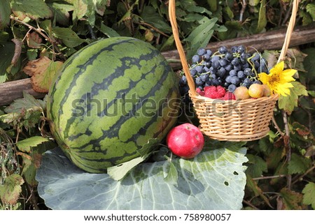 stunning still life with fruit grown in the farm garden. watermelon and fresh fruits of grapes, plums, raspberries and apples in a pretty wicker basket. fresh harvest in bright positive summer picture