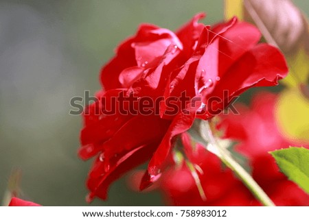 stunning pictures of a red garden rose summer bright day. incredibly tender with juicy color petals are filled with the aroma and freshness of summer. a vivid photo of flowers with a positive mood