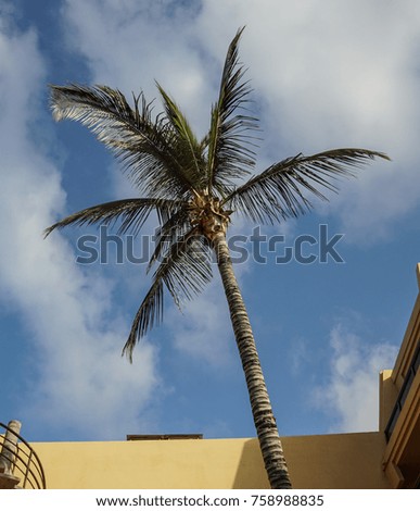 palm trees in the blue sunny sky