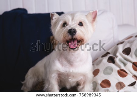 Studio shot of West Highland White Terrier portrait with opened mouth looking at camera