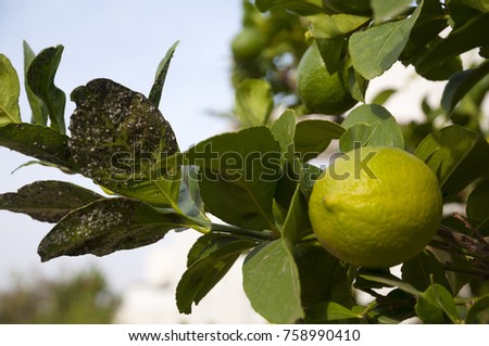 A white aphid on a lemon tree