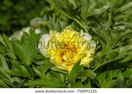 Yellow Peony Hybrid "Bartzella" in the spring garden