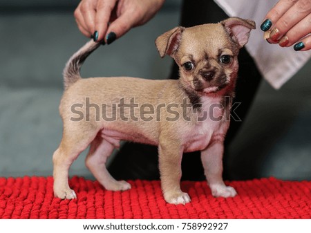 Little puppy, Chihuahua