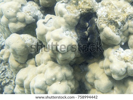 Tridacna clam close up picture in the sea of Togian islands, Indonesia