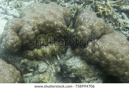 Tridacna clam close up picture in the sea of Togian islands, Indonesia