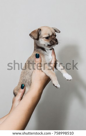 Little puppy, Chihuahua fit in the hands