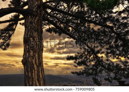 Sunset behind Tree