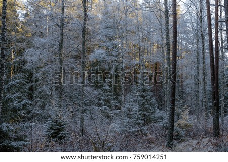 Icy pine forest in a bright day