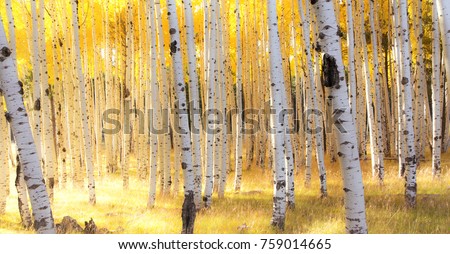 Aspen Trees and fall colors in the Autumn in the mountains of Flagstaff, Arizona Royalty-Free Stock Photo #759014665