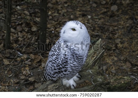 Canadian Snowy Owl