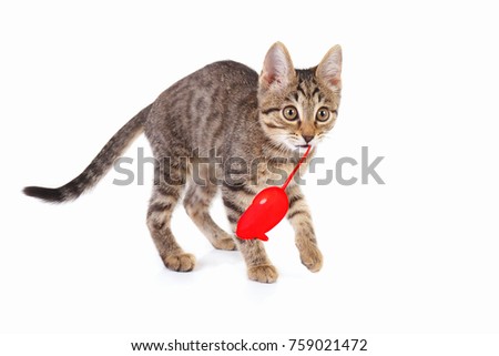 Pretty kitten is played with a red toy mouse on a white background