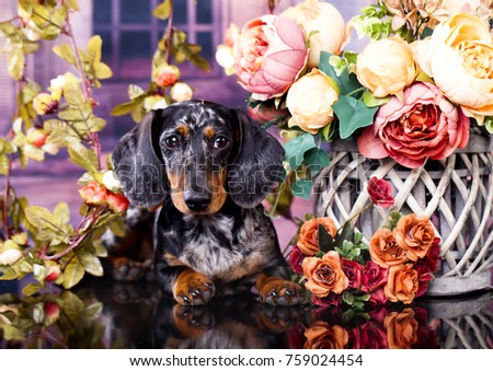 purebred dachshund dog and flowers 
