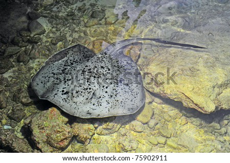 Giant spotted stingray