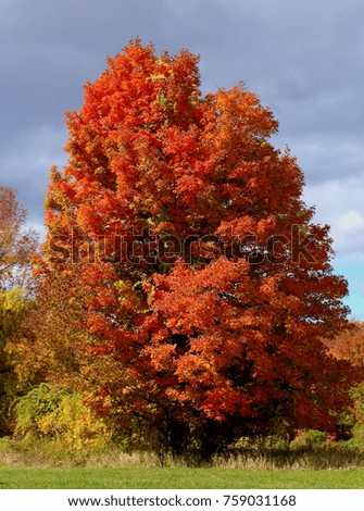 Portrait picture of a red and orange tree during autumn captured in Litchield, Connecticut, New England, USA
