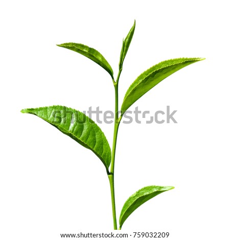 Tea leaf white background Royalty-Free Stock Photo #759032209