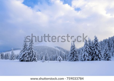 On a frosty beautiful day among high mountains and peaks are magical trees covered with white fluffy snow against the magical winter landscape. Fantastic winter scenery.