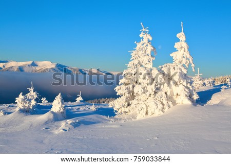 On a frosty beautiful day among high mountains and peaks are magical trees covered with white fluffy snow against the magical winter landscape. Fantastic christmas scenery.