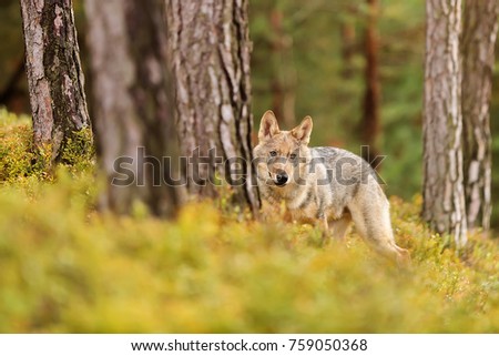 Eurasian wolf in the pine forest