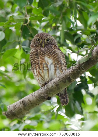 Asian barred owlet (Glaucidium cuculoides) is a species of true owl. It is also known as the Cuckoo Owlet. Lovely bird perched on a tree branch with green lush foliage background in tropical jungle.