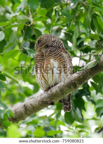 Asian barred owlet (Glaucidium cuculoides) is a species of true owl. It is also known as the Cuckoo Owlet. Lovely bird perched on a tree branch with green lush foliage background in tropical jungle.