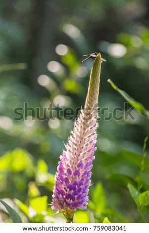 Nature grass flower and blurry nature background