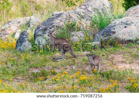 Two kangaroos in the wild. Wild animal background