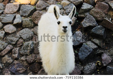 White llama look at the camera