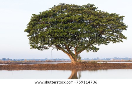 Jamjuree tree, which has many branches, green leaves growing alone on the soil in rice fields with water.