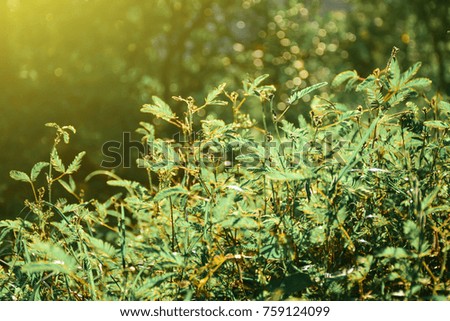 Grass flower green soft light meadow close up with sun soft bokeh orange. for background or wallpaper.