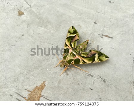 Moth green color on concrete floor
