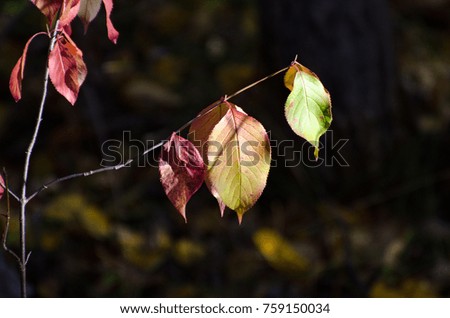 Leaves on a Twig