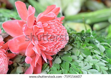 Red Torch Ginger on green Moringa leaves,Food and Thai herbs,It can Help solve hives.Helps to cure skin infections.Cure constipation.picture for health,food,herbal magazine,website and others